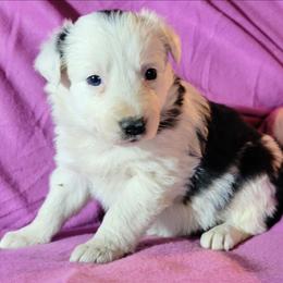 Sophie - Black and white female Border Collie puppy in Custer, South Dakota from Pinpoint Border Collies