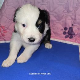 Sprout - Black tri-color male Australian Shepherd puppy in Lakeland, Florida from Aussies of Hope LLC