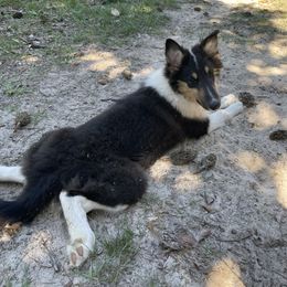 San - Black white and tan female Collie puppy in Bamberg, South Carolina from Shakhor Ohr Collies and Pomeranians