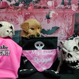 Pepper (Girl blue) - Dark golden Golden Retriever puppy in Gainesville, Florida from Heart and Soul Dog Breeding, Inc.