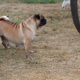 Sandy - Pug