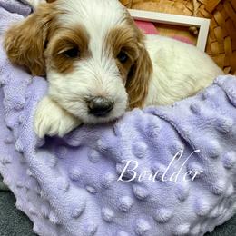 Boulder - Parti male Goldendoodle puppy in Boise, Idaho from Goldendoodle Baby