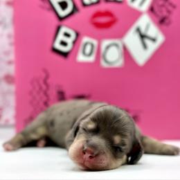 Karen Smith - Dapple female Dachshund puppy in Idaho from Gem State Mini Dachshunds