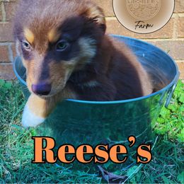 Reese’s - Red tri-color Australian Shepherd puppy in Mount Holly, North Carolina from Herding Lightning Farm