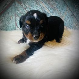 Waylon - Black tri male Miniature Australian Shepherd puppy in Opelika, Alabama from Haden’s Mini Aussies