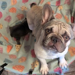 Boston Terriers and French Bulldogs from Stogdill's Baby Bullies