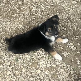 Bubbles - Black tri male Toy Australian Shepherd puppy in Bogata, Texas from Maple Creek Run