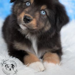 Fiji - Black tri-color male Australian Shepherd puppy in Fultonville, New York from Sandy Aussies & Pomeranians