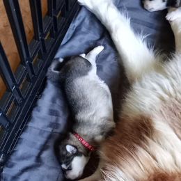 Alaskan Malamute Puppies from River Bend Malamutes