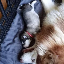 Alaskan Malamute Puppies from River Bend Malamutes