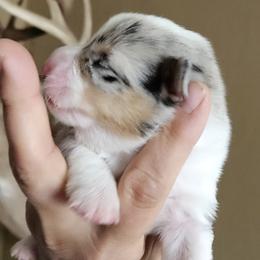 Girl 2 - Blue merle and white female American Corgi puppy in Neosho, Wisconsin from GC Farms Corgis