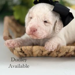 Dudley - Cream male Labradoodle puppy in Taylor, Michigan from Mi Best Doodle Ever, LLC