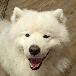 Jimbo - Samoyed