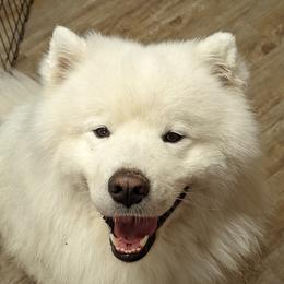 Jimbo - Samoyed