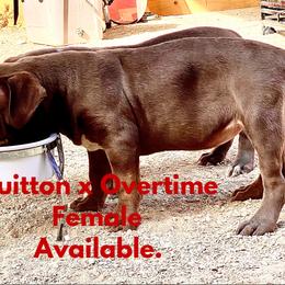 American Bully Puppies from XLVI Bully camp LLC