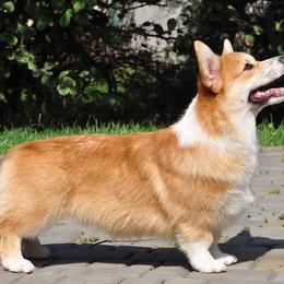 Orden Keltov Soul Shine - Red male Pembroke Welsh Corgi puppy in Victoria, Texas from Clear Creek Corgis