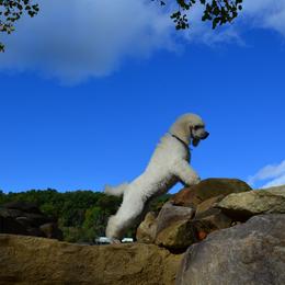Poodle Puppies from D and D Standard Poodles