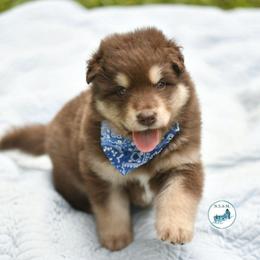 Peony - Red and white female Alaskan Malamute puppy in Kingston, Tennessee from North Shore Alaskan Malamutes