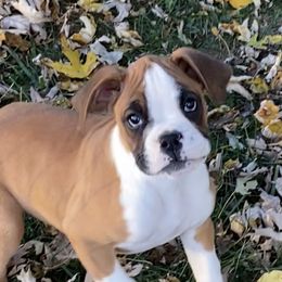 Pretty girl - Fawn female Boxer puppy in Wellsville, Missouri from Casino Boxers