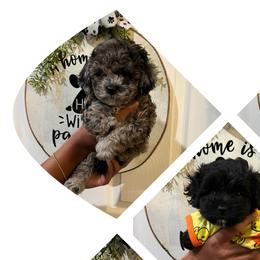 Bernedoodles, Cavapoos, and Cockapoos from Doodley doodles