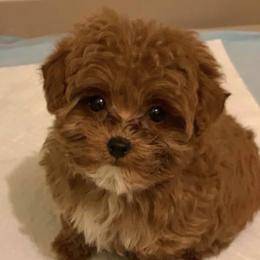 Maltipoos from Gwich’in Maltipoo Located Fairbanks AK