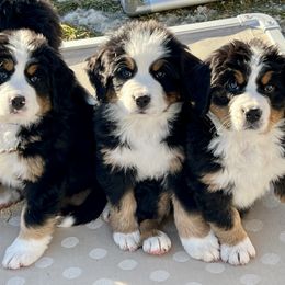 Bernese Mountain Dog Puppies from Breaking Trail Berners
