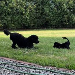Midji - Portuguese Water Dog