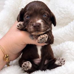 Joy - Piebald female Dachshund puppy in Maidsville, West Virginia from L&B Lowriders