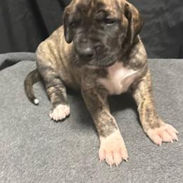 Girl 4 - Brindle female Great Dane puppy in Indianola, Iowa from Bull West Kennels