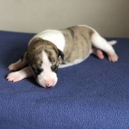 Whippet Puppies from Steadfast Whippets