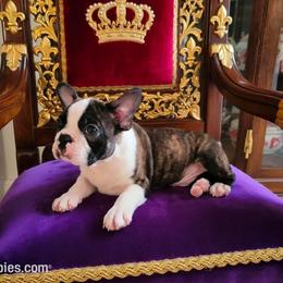Boston Terrier Puppies from Our Gang Bostons