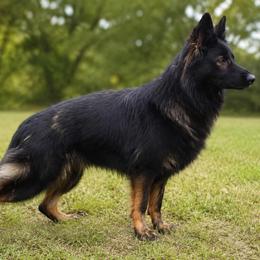 Kogniac - German Shepherd