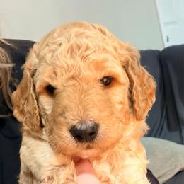 Blue collar - Apricot male Goldendoodle puppy in Ottawa, Kansas from Kansas Country Doodles