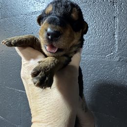 Miss Brown - Black and tan female Airedale Terrier puppy in Mooresville, North Carolina from Farm 55