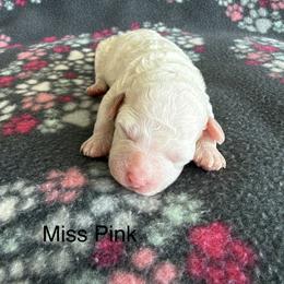 Miss Pink - Cream female Goldendoodle puppy in Lowville, New York from Valley View Doodles