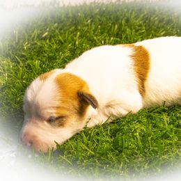 Russell Terrier Puppies from Diamond D Jacks