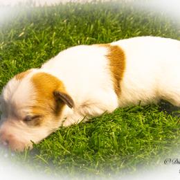 Russell Terrier Puppies from Diamond D Jacks