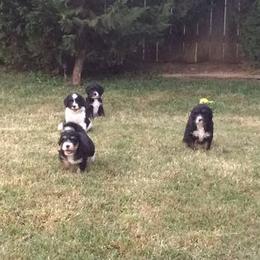 Bernedoodle Puppies from Natchez Trace Doodles