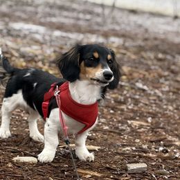 Dachshunds and Poodles from Dailey Doodles and Dachshunds