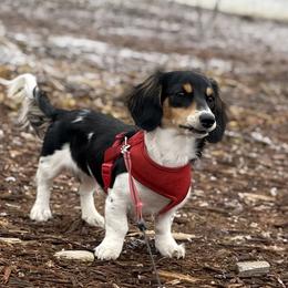 Dachshunds and Poodles from Dailey Doodles and Dachshunds