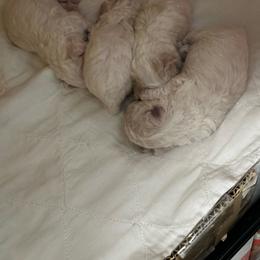 Boy 1 - White male Bolognese puppy in Mechanicsburg, Pennsylvania from Sweet Angels Bolognese