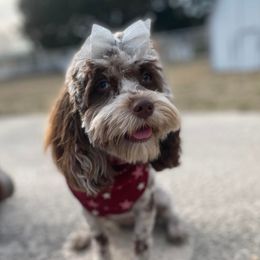 Annie - Cockapoo