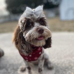Annie - Cockapoo