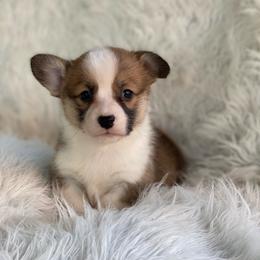 Girl 2 - Red female Pembroke Welsh Corgi puppy in Morton, Mississippi from Southern Magnolia Corgis