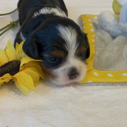 Cavalier King Charles Spaniel Puppies from Hidden Creek Cavaliers