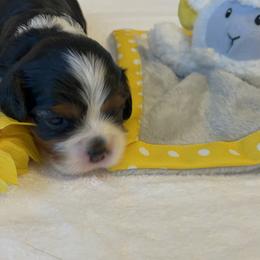 Cavalier King Charles Spaniel Puppies from Hidden Creek Cavaliers