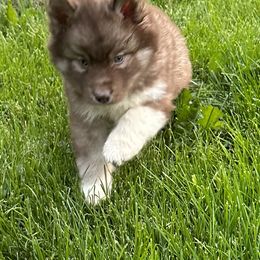 Siberian Husky Puppies from Rose Trail Siberian’s