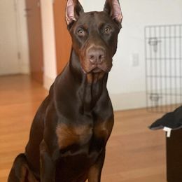 Doberman Pinscher All Grown Up from Knights Squire Dobermans
