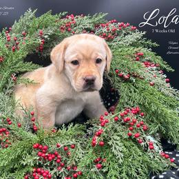 Lola - Yellow female Labrador Retriever puppy in Eaton Rapids, Michigan from Higher Ground Labradors