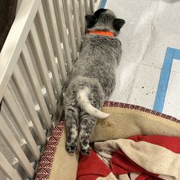 Australian Cattle Dog Puppies from Folie à Deux Australian Cattle Dogs